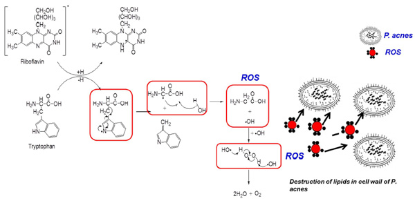 Reakcja fotodynamiczna i eliminowanie bakterii P. Acne